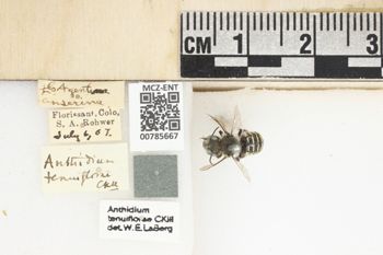 Media type: image;   Entomology 785667 Aspect: Labels